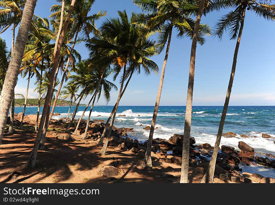 Palms near sea sri lanka