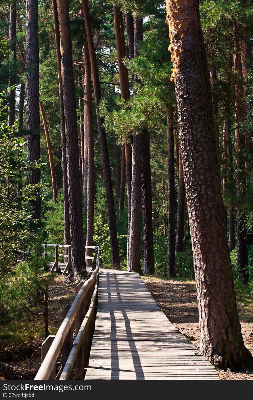 Mysterious Forest in Poland in the Sun