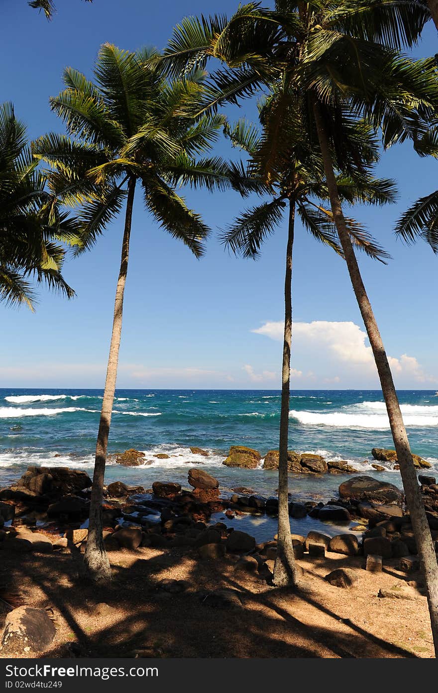 Palms near sea sri lanka