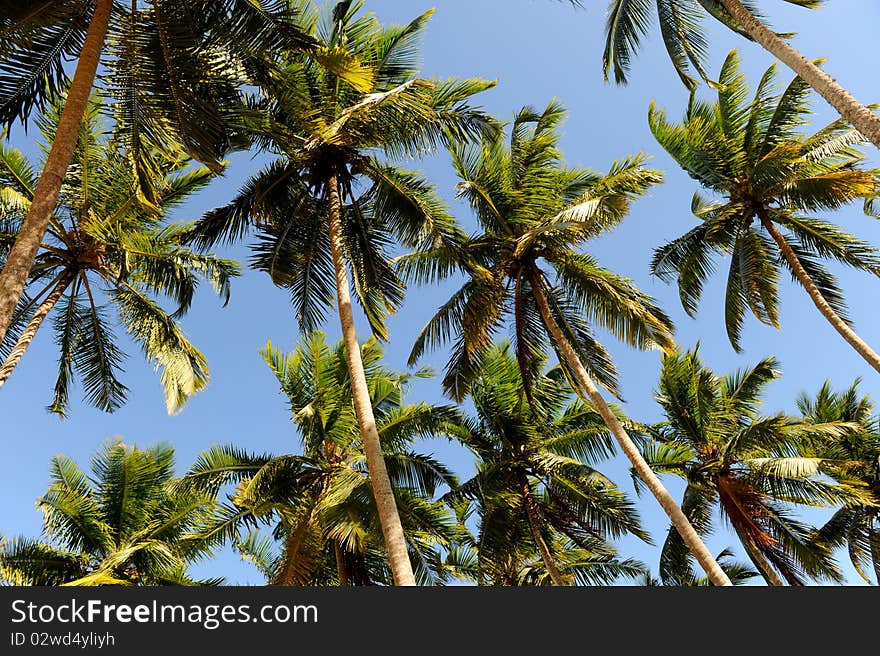 Palms near sea sri lanka