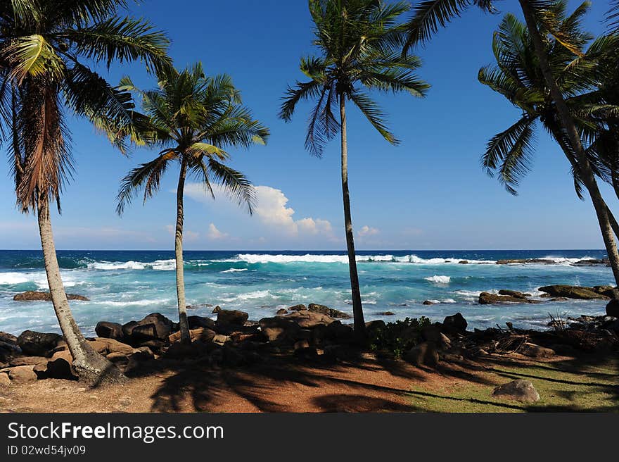 Palms near sea sri lanka