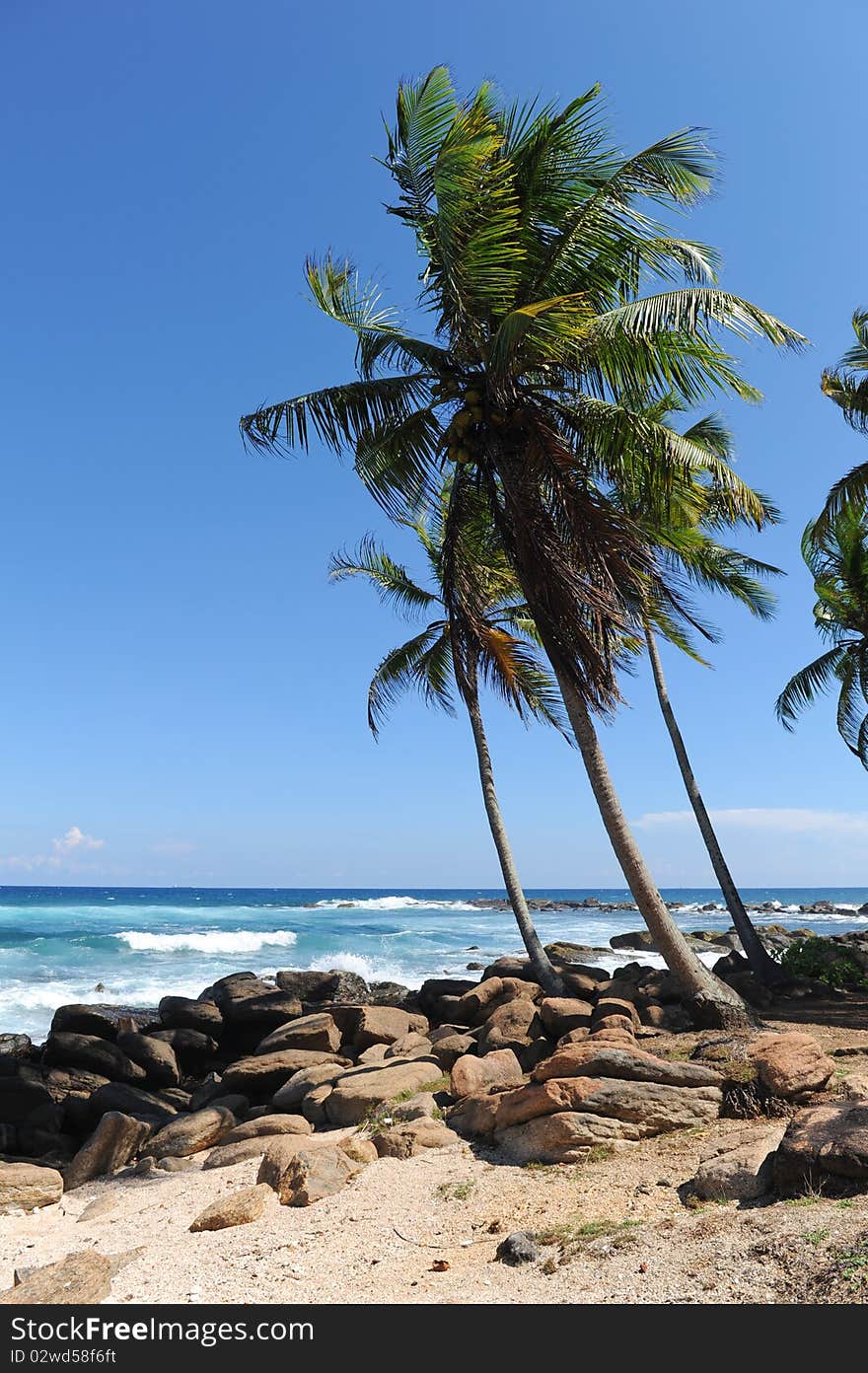 Palms near sea sri lanka