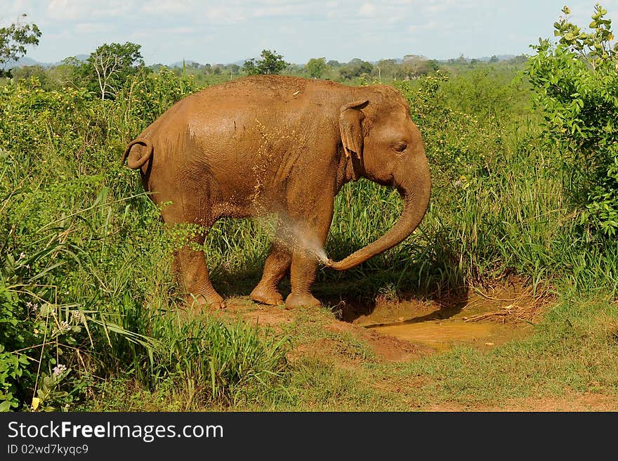 Elephant drinking and washing in water