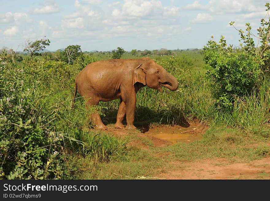 Elephant drinking and washing in water