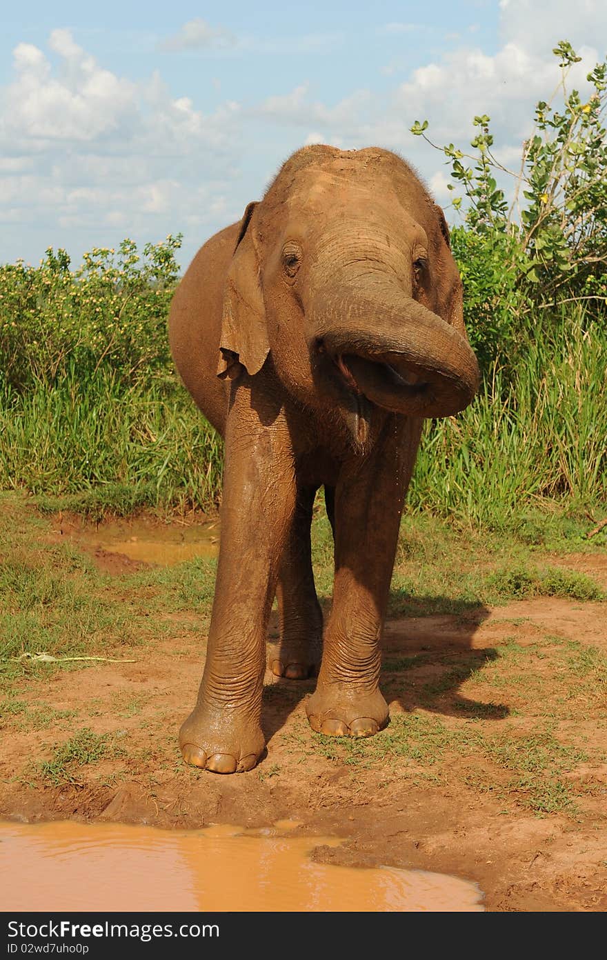 Elephant drinking and washing in water