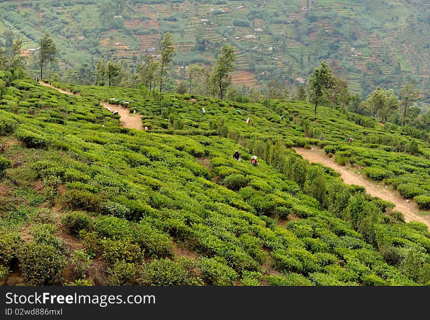 Tea plant