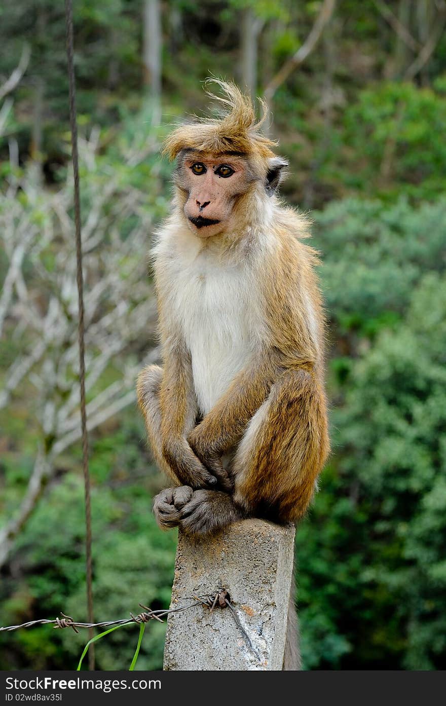 Sitting monkey with weird hair