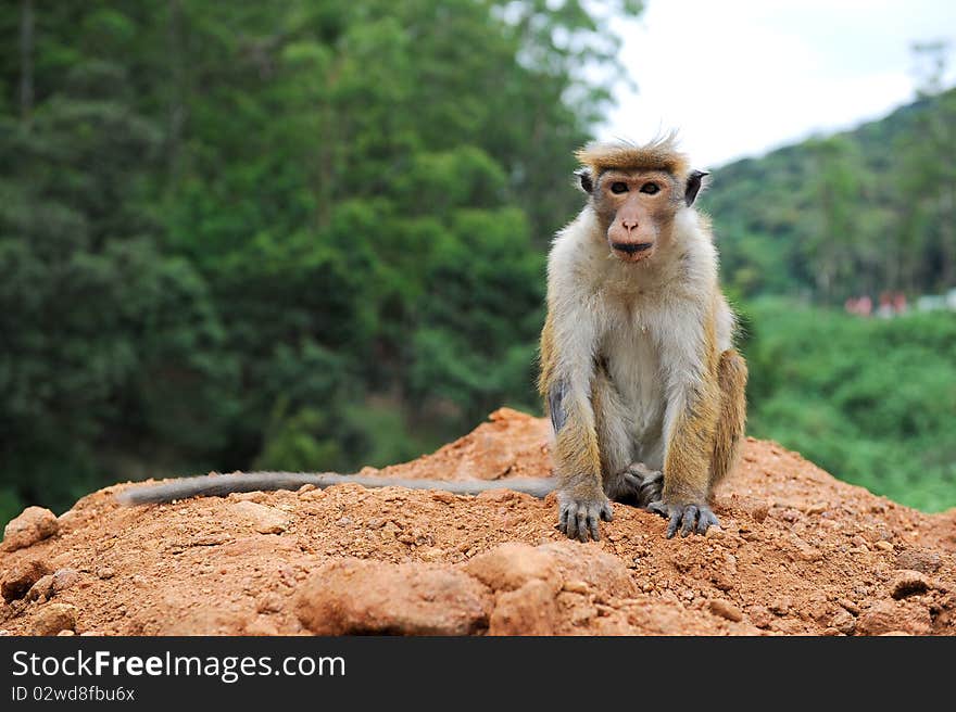 Posing monkey in sri lanka