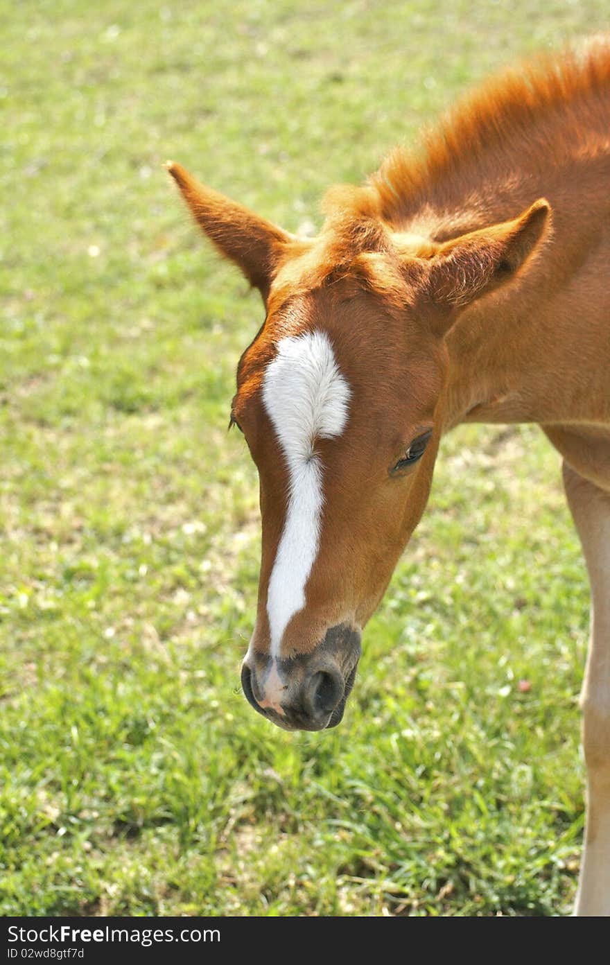 Cute foal is very careful and is waiting for its mother. Cute foal is very careful and is waiting for its mother.