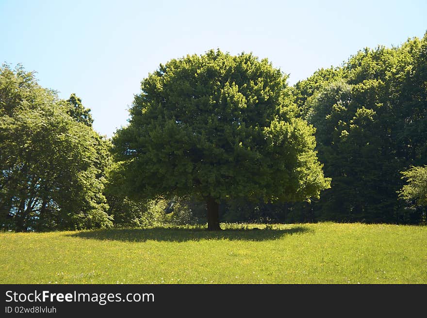 A strong tree in the middle of a large meadow. In the back it's the beginning a forest. A strong tree in the middle of a large meadow. In the back it's the beginning a forest.