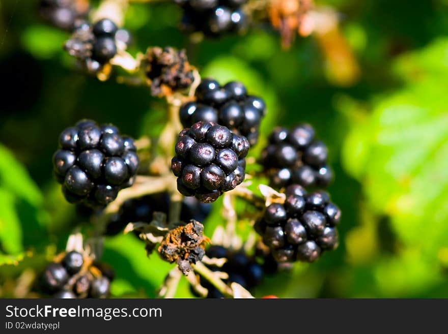 Few Blackberries on the branch. Few Blackberries on the branch