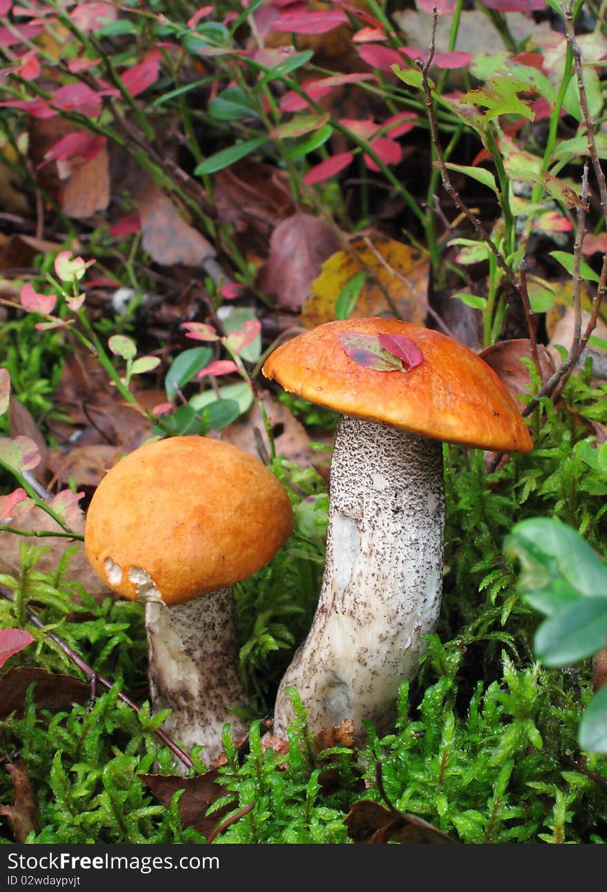 Picturesque mushrooms in forest