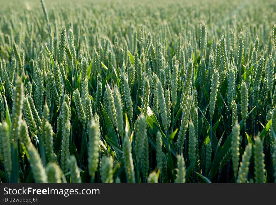 Green grain