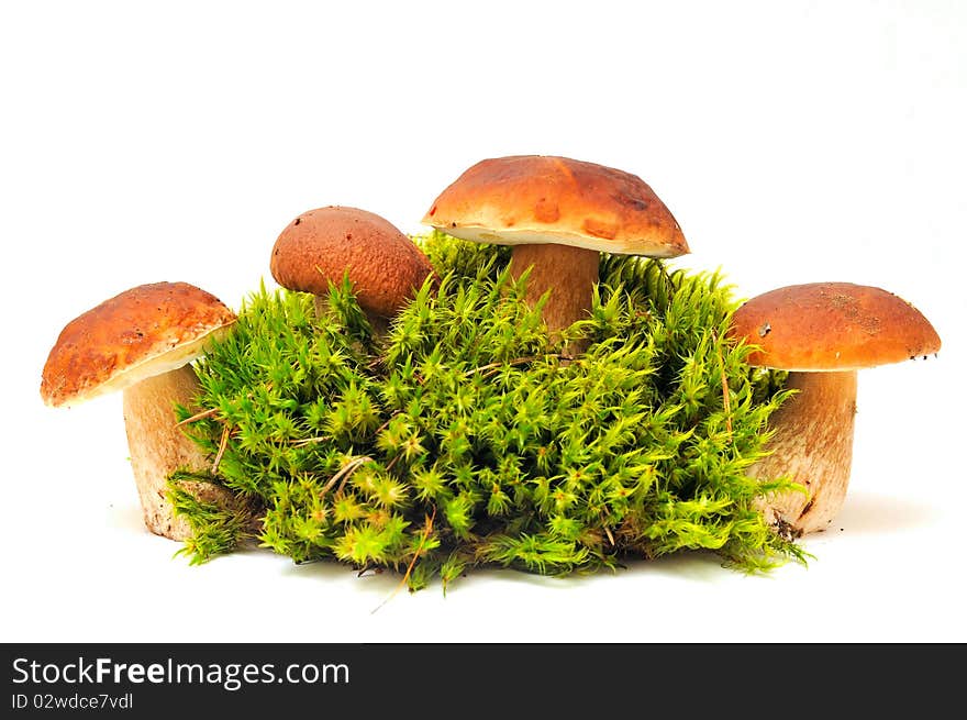 Mushrooms on moss over white