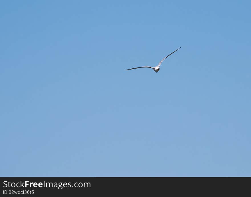 Gull in cloudless sky