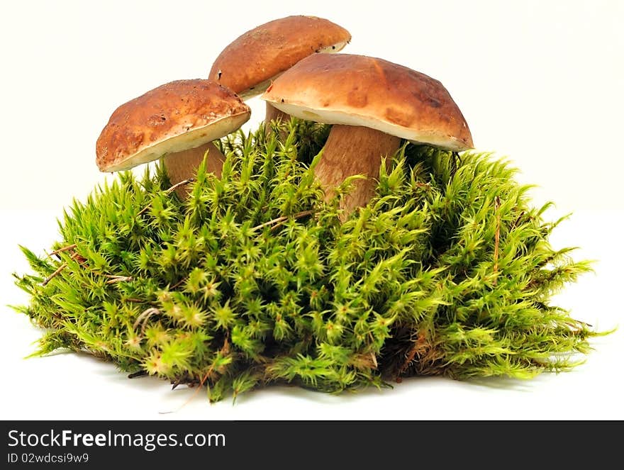 Three mushrooms on moss