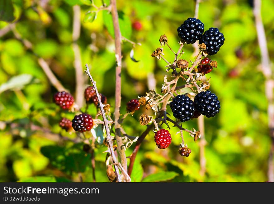 Few Blackberries on the branch. Few Blackberries on the branch