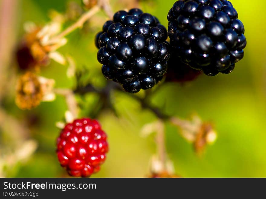 Few Blackberries on the branch. Few Blackberries on the branch