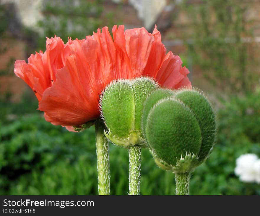 Close-up big red and 2 green poppies heads. Close-up big red and 2 green poppies heads