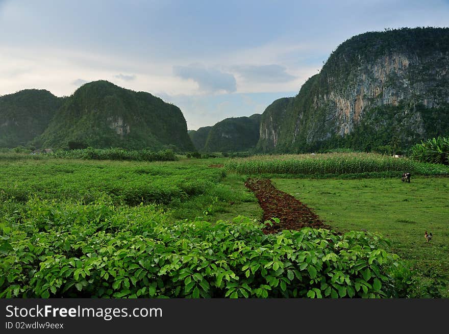 Fields in Vinales valley