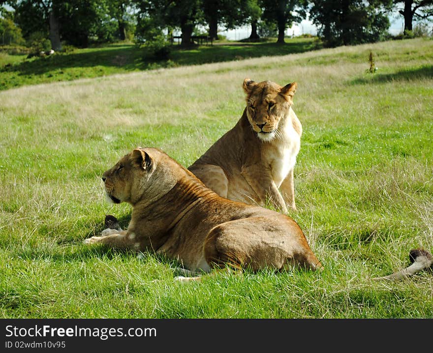 A lioness and her pack member relaxing. A lioness and her pack member relaxing.