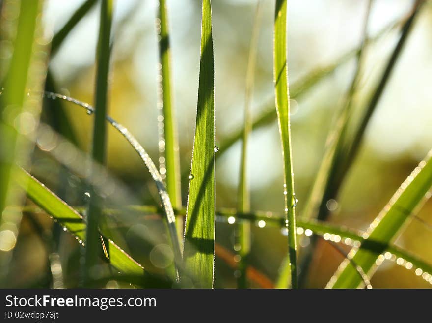 Early morning dew on prairie grass at sunrise. Early morning dew on prairie grass at sunrise