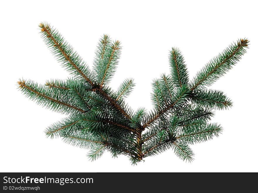 A sprig of pine, isolated on a white background. Use alone or add your own decorations. Or duplicate and string together to make your own garland!. A sprig of pine, isolated on a white background. Use alone or add your own decorations. Or duplicate and string together to make your own garland!