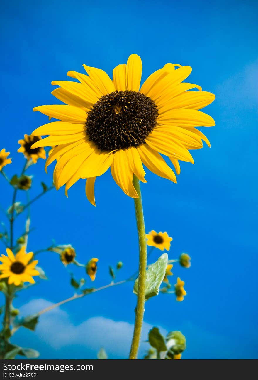 A contras color bitwin yellow flower and the blue sky at the back ground. A contras color bitwin yellow flower and the blue sky at the back ground