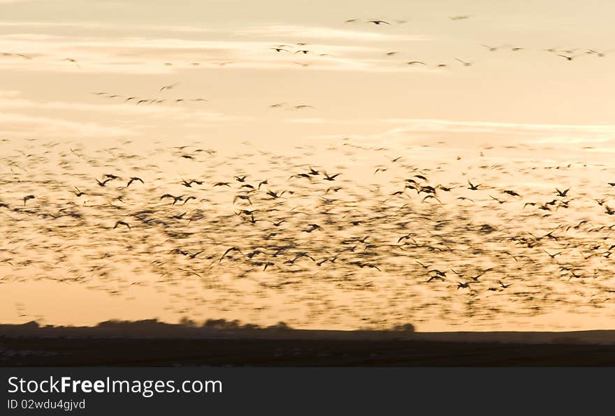 Snow Geese