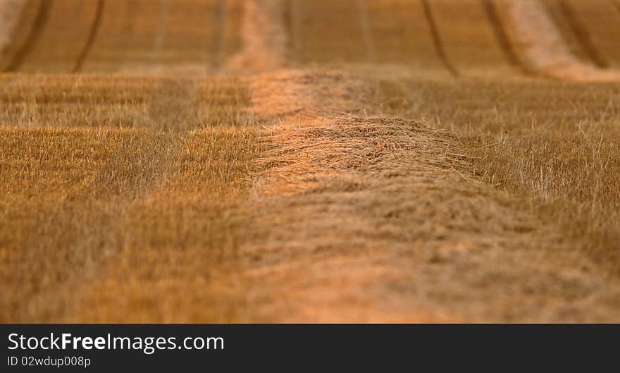 Wheat Field swathe Saskatchewan Canada Harvest time