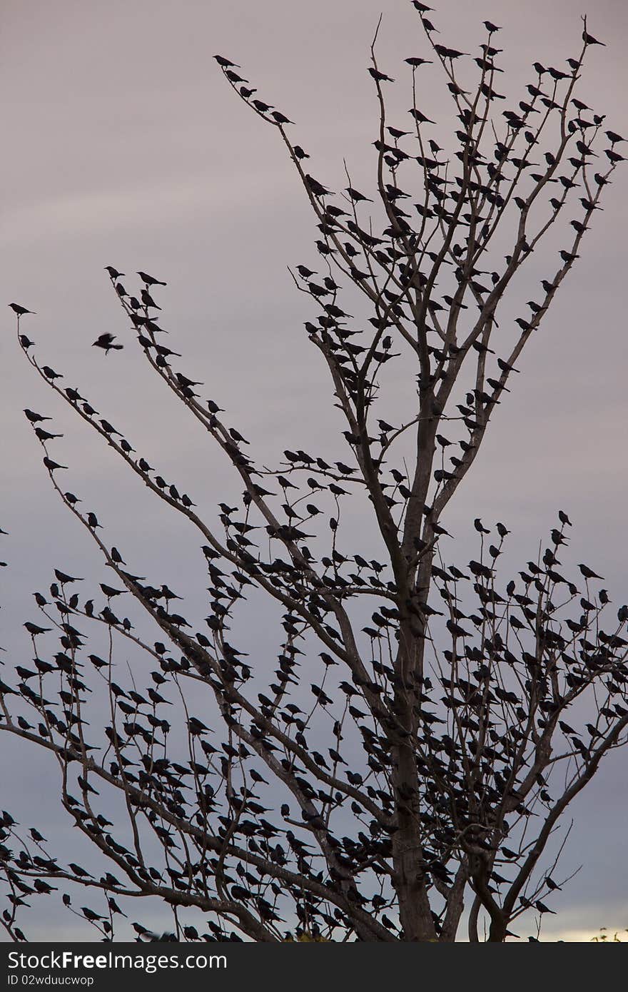 Blackbirds In Tree