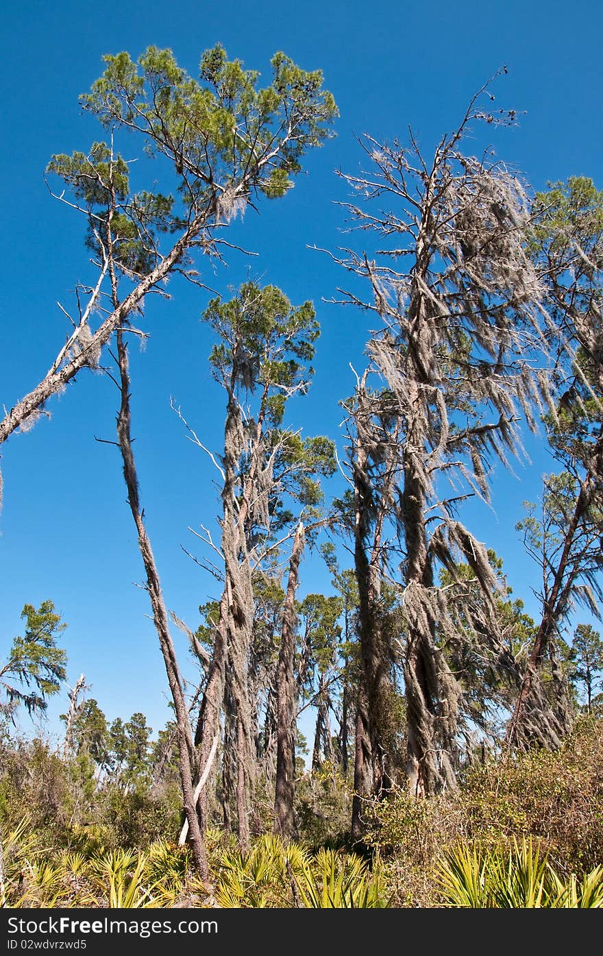 Group of sand pine trees covered with Spanish Moss against a dark blue sky. Group of sand pine trees covered with Spanish Moss against a dark blue sky