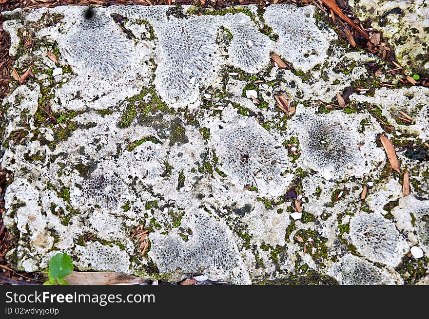 Sliced Coral with interesting patterns used as a patio stone. Sliced Coral with interesting patterns used as a patio stone.