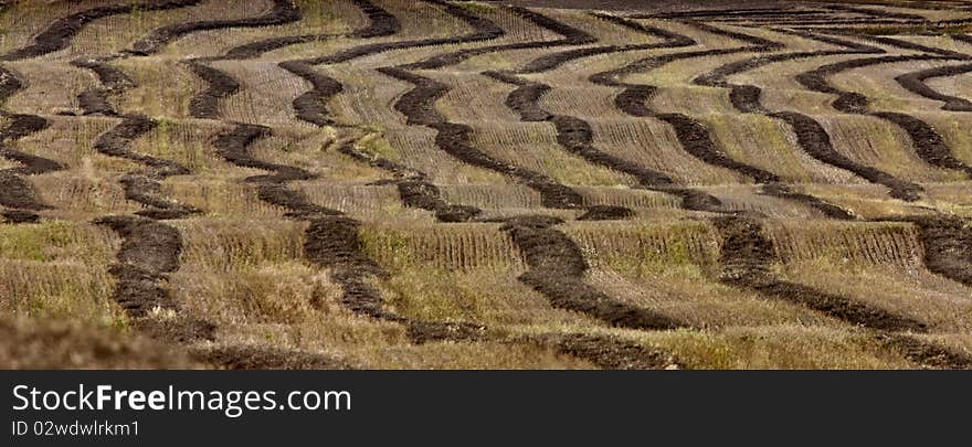 Wheat Field swath