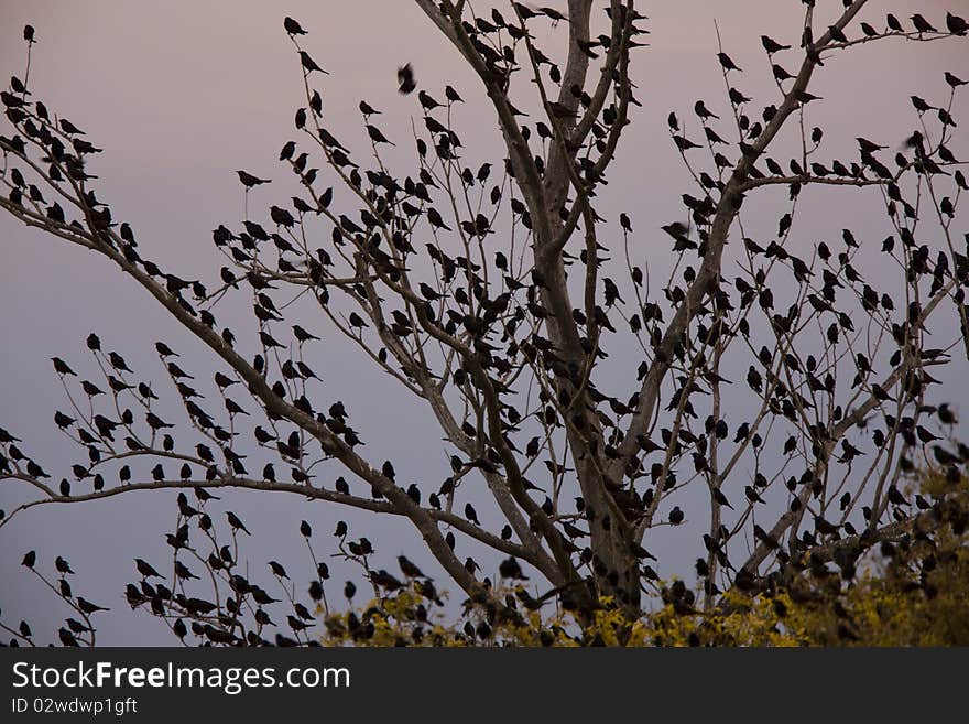 Blackbirds In Tree