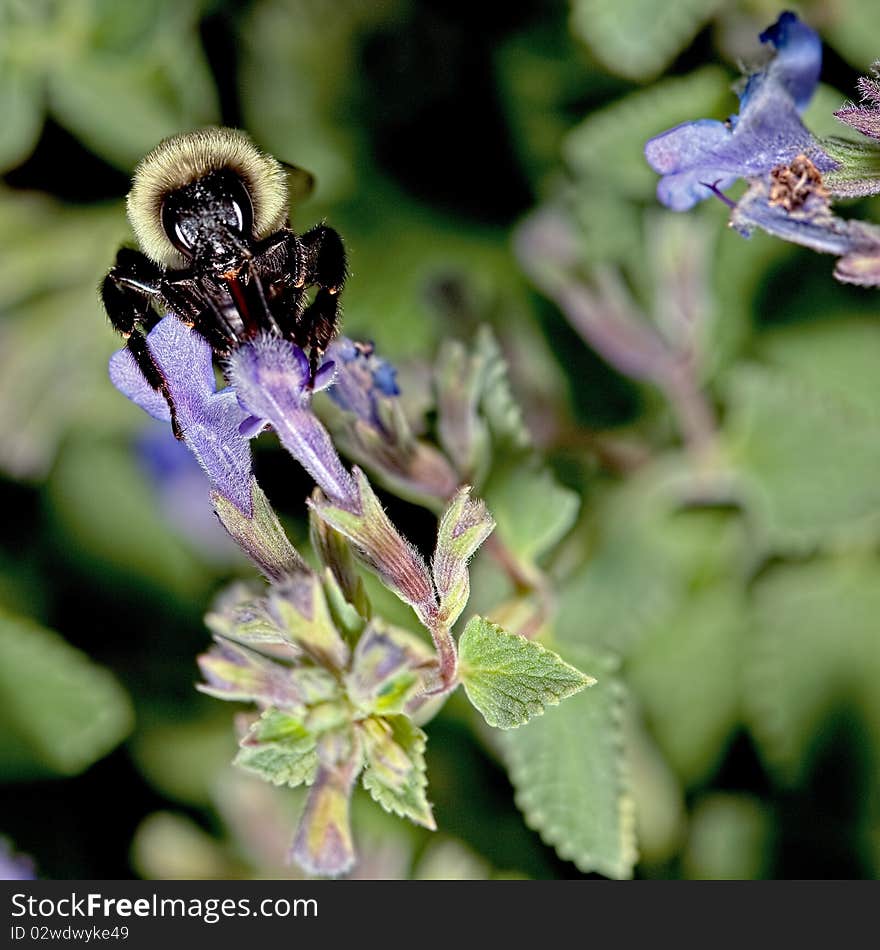 Bee on flower