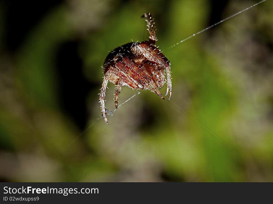 Garden Orb Spider