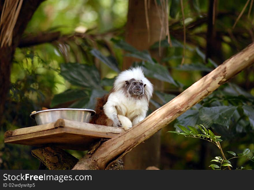 Cotton Top Tamarin