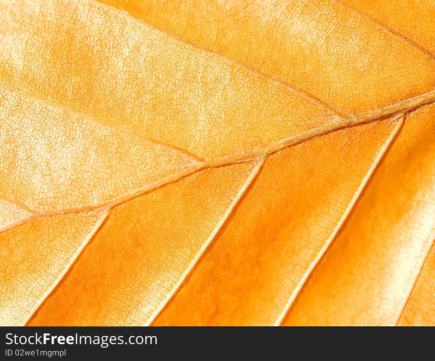 Yellow leaf closeup texture background. Yellow leaf closeup texture background.