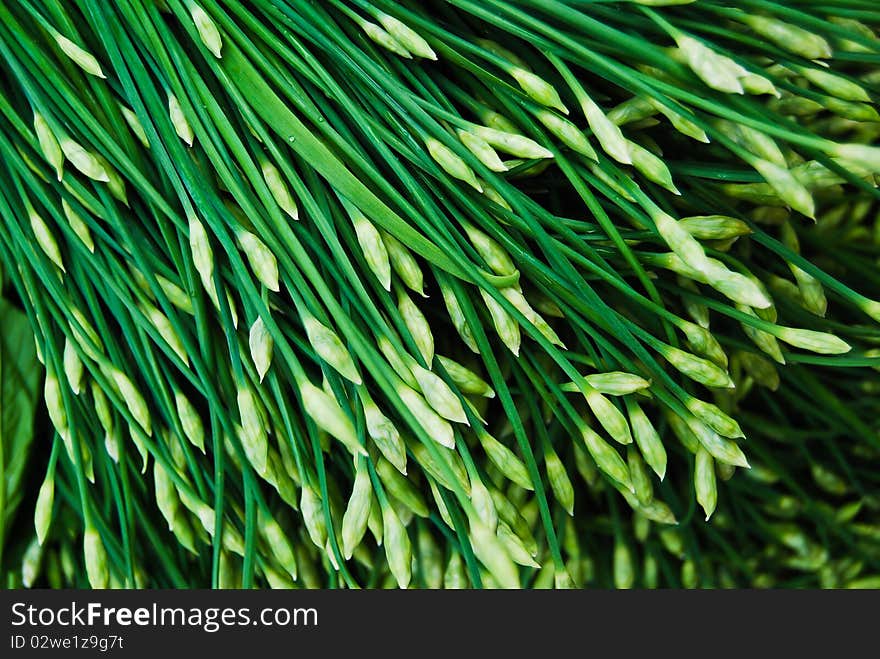 Many of Chinese leek in fresh market