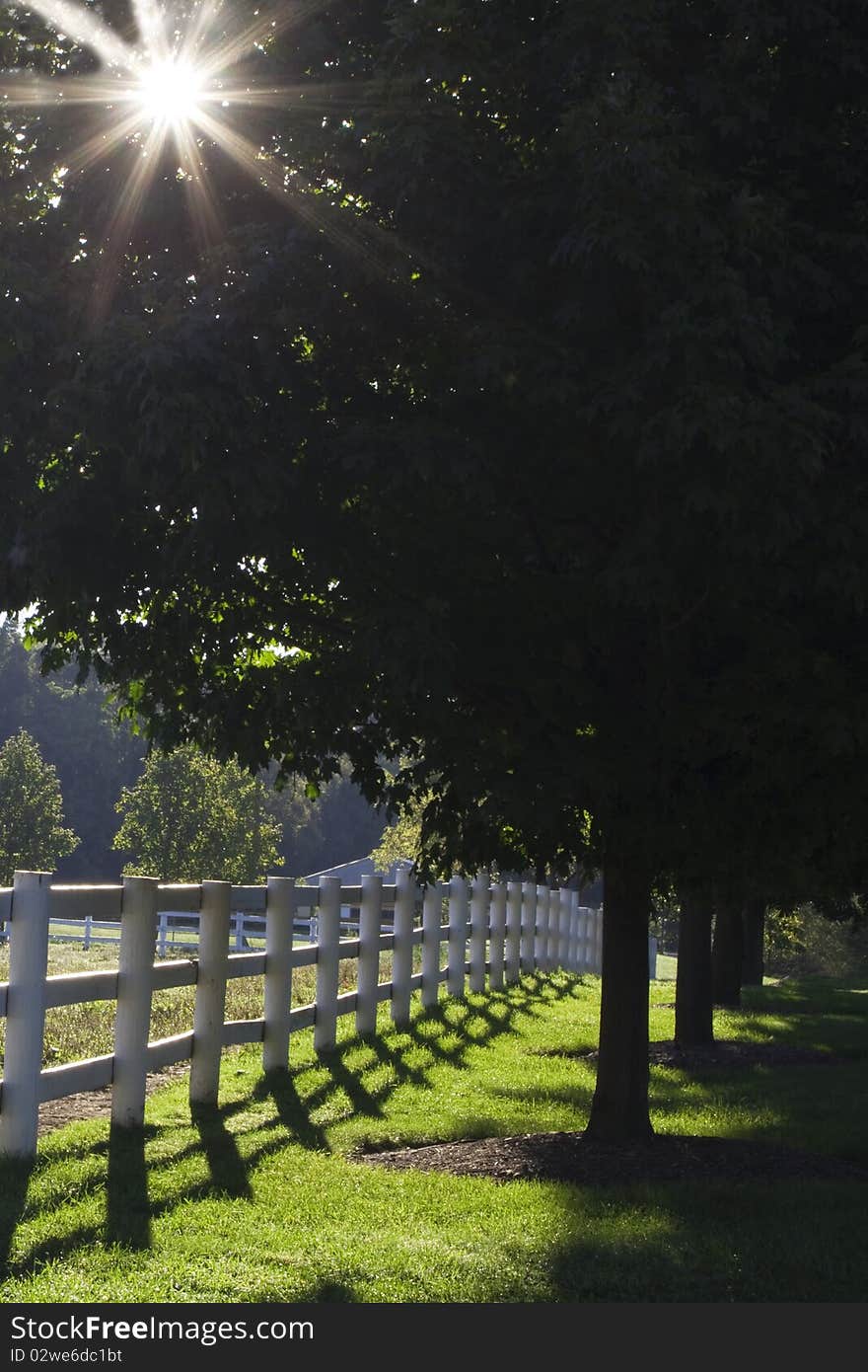 Sunburst thru a tree in a line of trees, running parallel with a white fence. Sunburst thru a tree in a line of trees, running parallel with a white fence