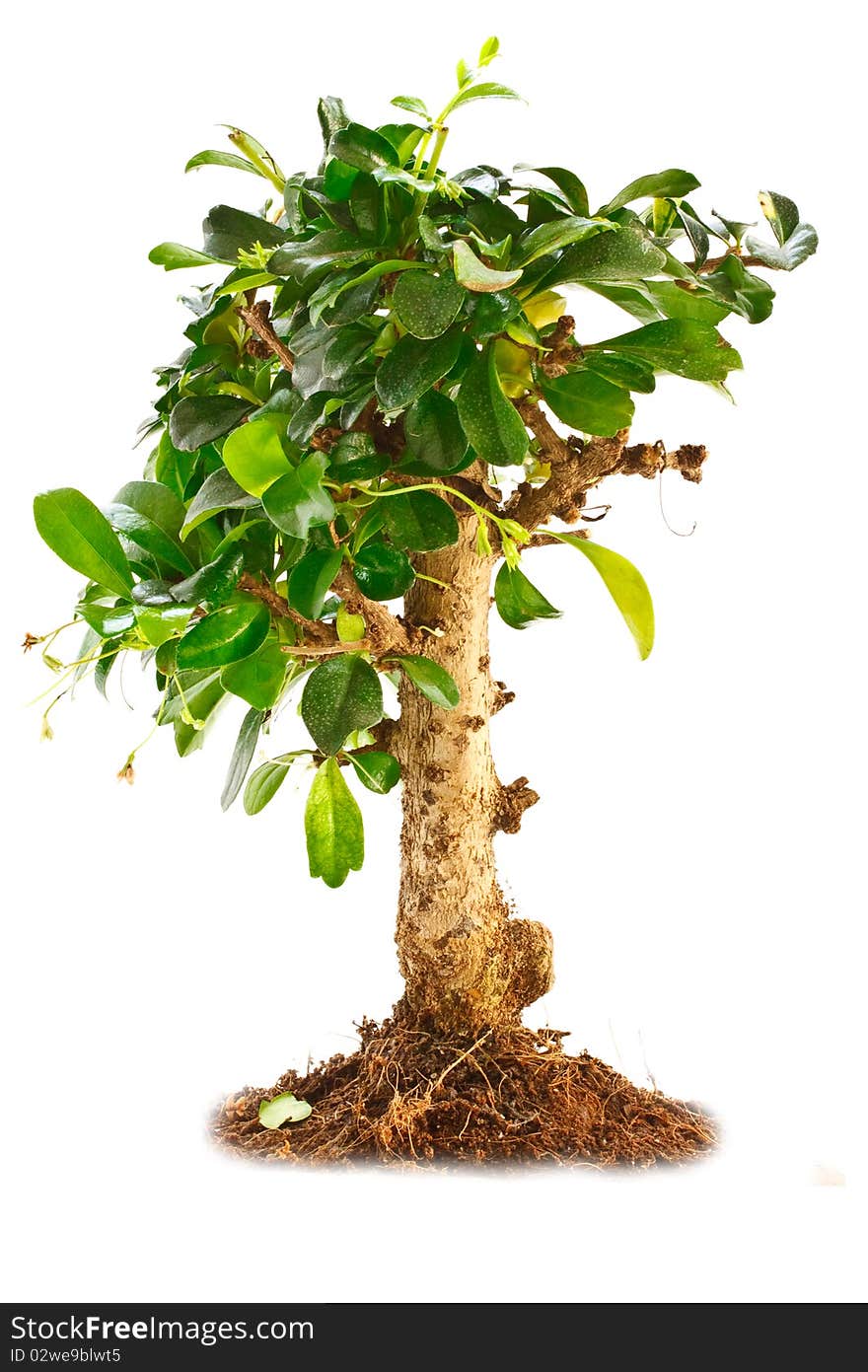 Tree with green leaves isolated on white background