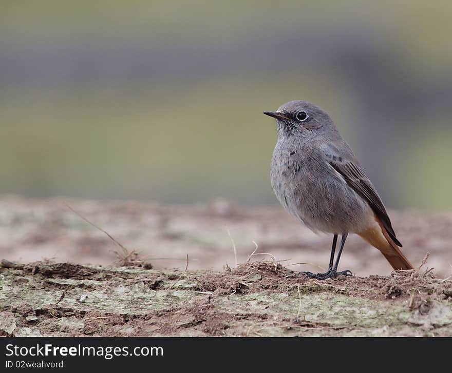 A Black Redstart (Phoenicurus ochruros) perching on a log