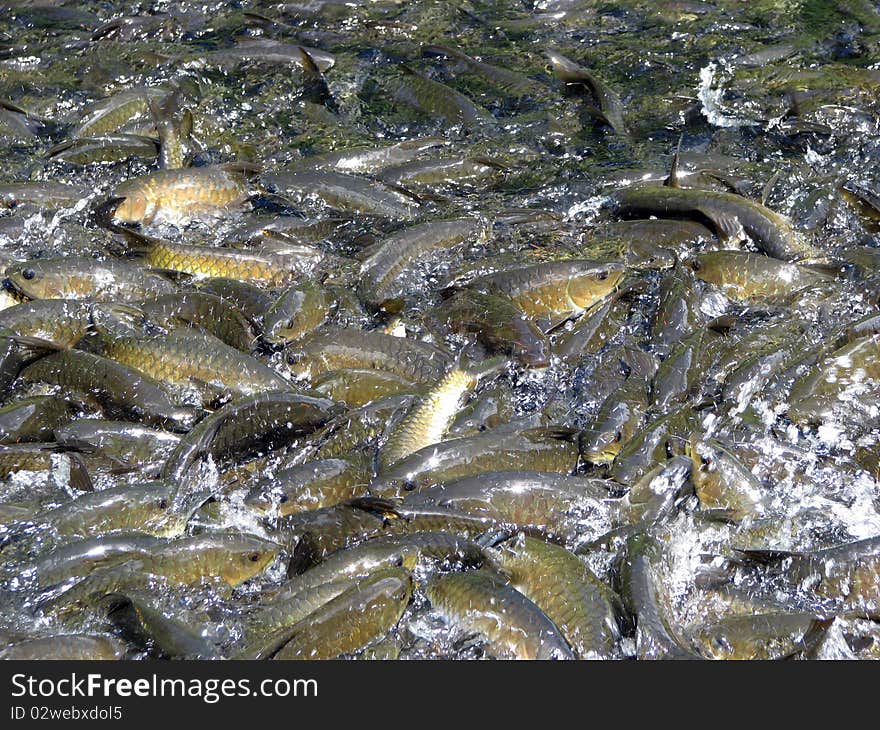 Fishs in river from waterfall at Mooban Keerevong, Nakonsrithammarat Province, Thailand.