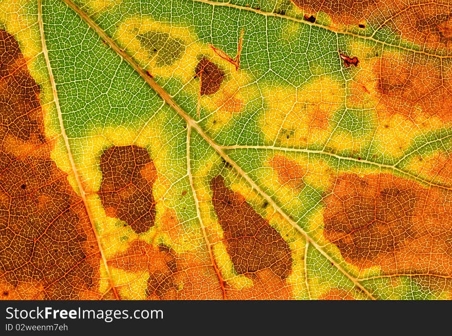 A structure of autumn leaf