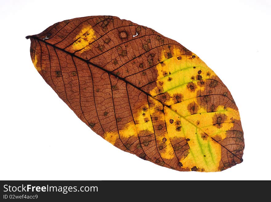 Autumn leaf on white background