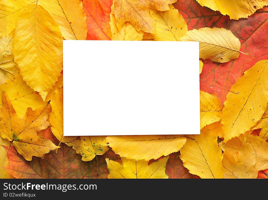 Blank card surrounded by beautiful autumn leaves. Blank card surrounded by beautiful autumn leaves