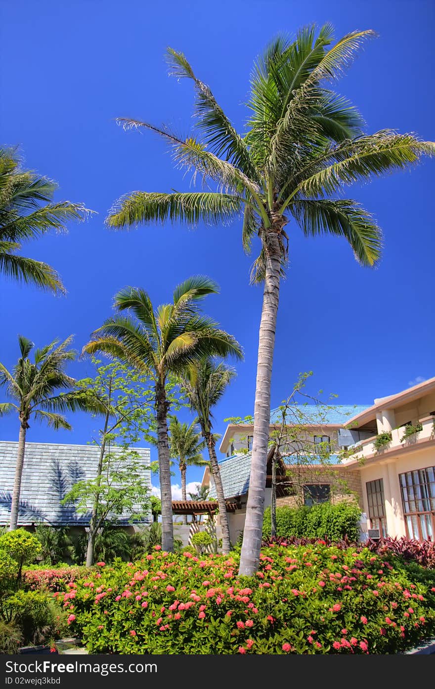 Coconut tree on the beach in Sanya China, on September 19, 2010.