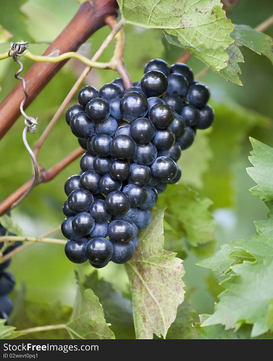 Blue grape with leaf on background. Blue grape with leaf on background