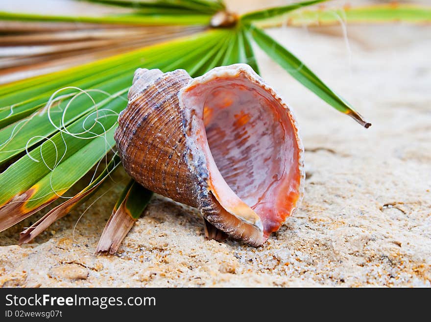 Sea shell on the sand in a summer day and a green leaf. Sea shell on the sand in a summer day and a green leaf